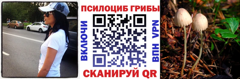 Псилоцибиновые грибы Cubensis Волоколамск
